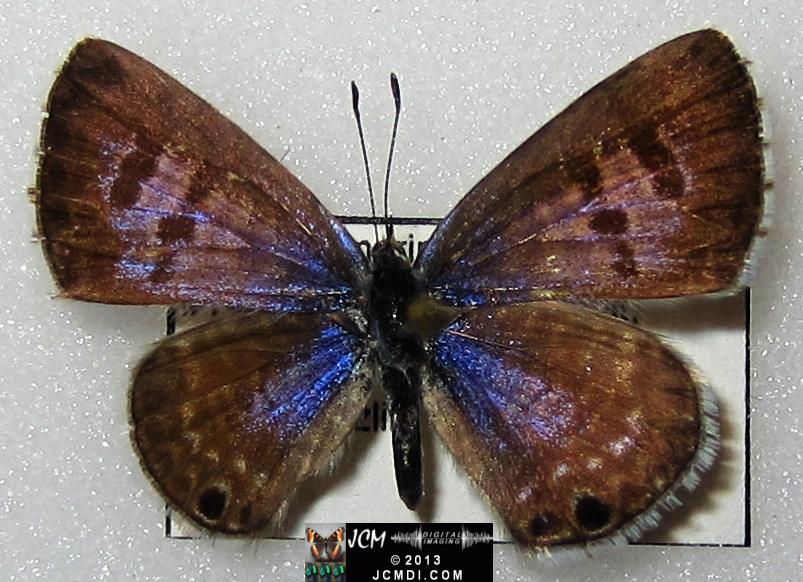 Leptotes marina (Marine Blue Butterfly images)